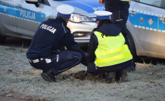 Potrącona sarna na obwodnicy śródmiejskiej