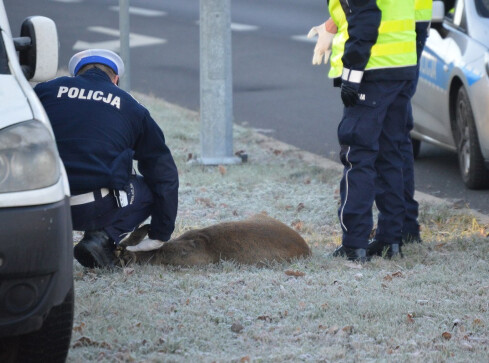 Potrącona sarna na obwodnicy śródmiejskiej - grafika