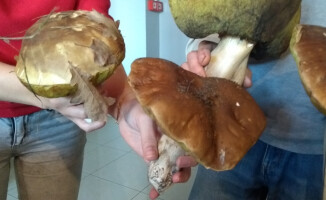 Półtora kilo waży prawdziwek znaleziony pod Kaczorami