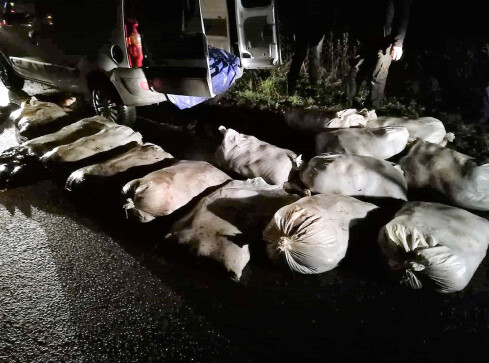 Ukradli karpie o wartości ponad 12 tys. zł - grafika