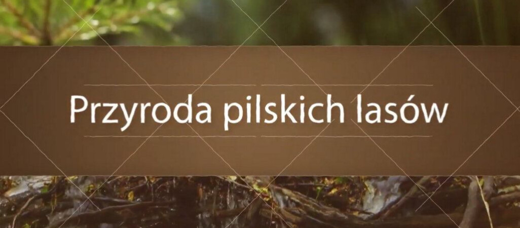 Czy znasz przyrodę pilskich lasów?