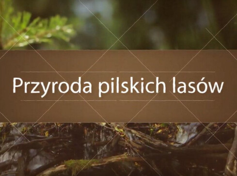 Czy znasz przyrodę pilskich lasów? - grafika