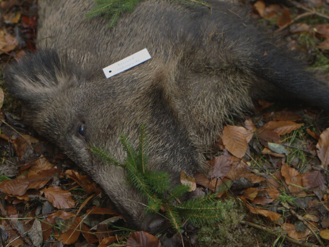 Nawet 200 tysięcy dzików do odstrzału - grafika