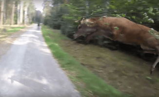Latający jeleń. Przeskoczył nad rowerzystą