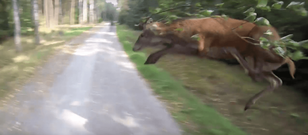 Latający jeleń. Przeskoczył nad rowerzystą