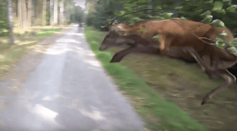 Latający jeleń. Przeskoczył nad rowerzystą - grafika