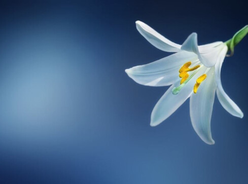 Magia lutowego Słońca - grafika