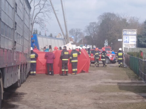 Kilka świń zginęło w wypadku na DK 11 - grafika