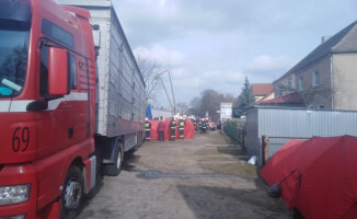 Kilka świń zginęło w wypadku na DK 11