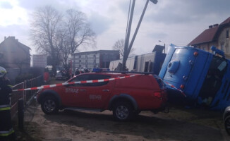 Kilka świń zginęło w wypadku na DK 11