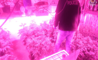 Antyterroryści zlikwidowali plantację konopi [VIDEO]