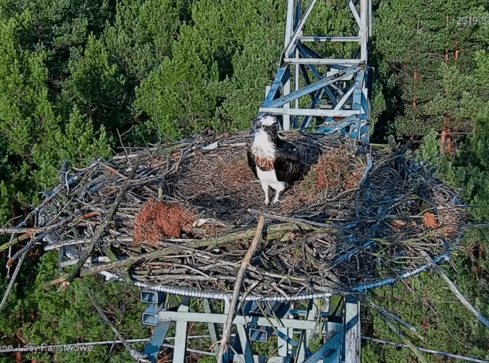 Jedyne gniazdo rybołowów pod okiem kamery [VIDEO] - grafika
