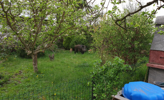 Dziki grasują w Pile. Mieszkańcy czują się bezradni