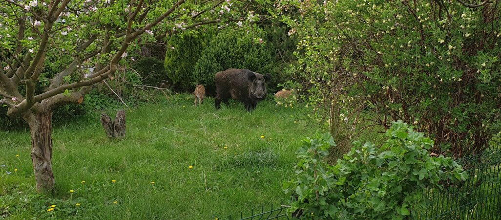 Dziki grasują w Pile. Mieszkańcy czują się bezradni