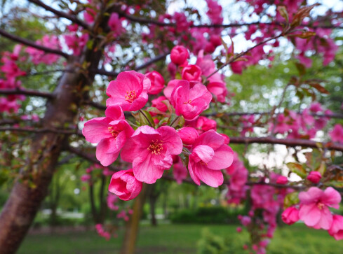 Posprzątajmy hospicyjny ogródek - grafika