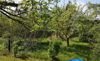 Dziki grasują w Pile. Mieszkańcy czują się bezradni