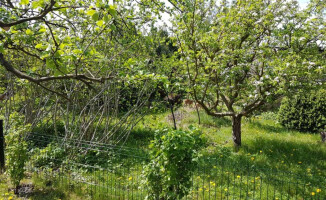 Dziki grasują w Pile. Mieszkańcy czują się bezradni