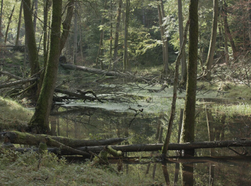 Dwa parki krajobrazowe powstaną w naszym regionie? - grafika