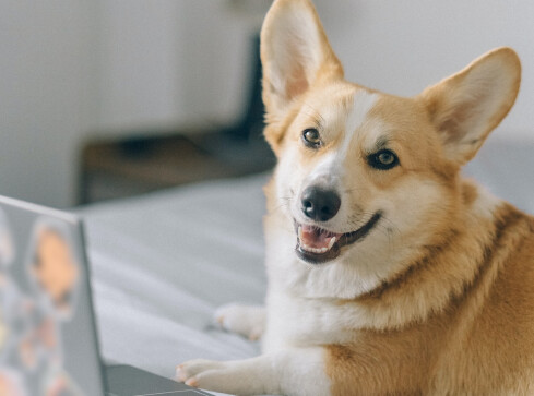 Jaką karmę dla psa wybrać? - grafika