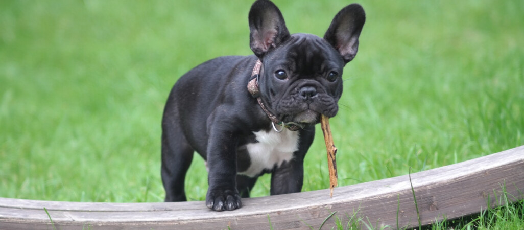 Buldog francuski – czy polubi dzieci? Jakie usposobienie cechuje tę rasę?
