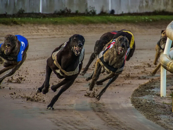 Jak obstawiać sporty wirtualne? - grafika