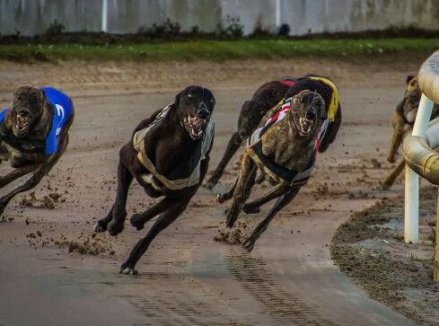 Jak obstawiać sporty wirtualne? - grafika