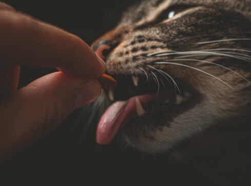 Jak wybrać najlepszą mokrą karmę weterynaryjną dla kota? - grafika