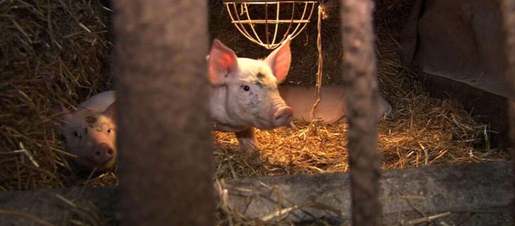 Była posłanka nie otrzymała zgody na budowę tuczarni