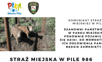 Dziki znów zadomowiły się w Parku Miejskim 