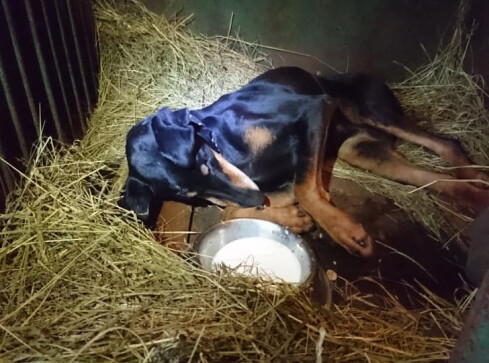 Nieudolność weterynarza? - grafika