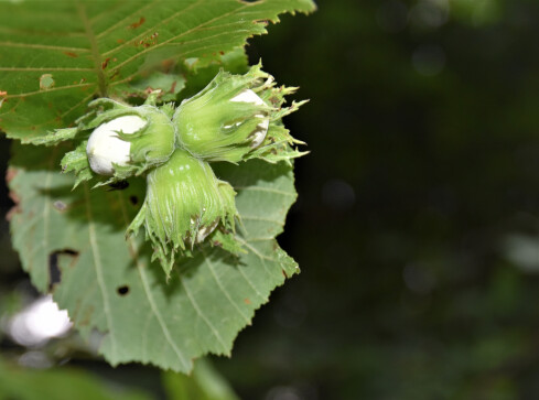 Leśny konkurs - grafika