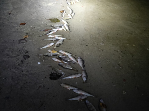 Martwe ryby na brzegu jeziora Jelonki w Pile - grafika