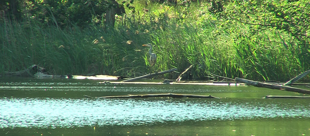 Tak dla S11, ale nie przez tereny cenne przyrodniczo