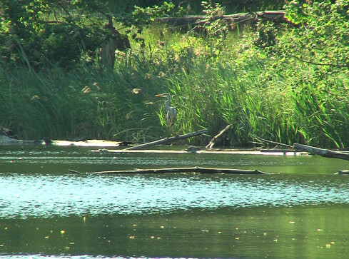 Tak dla S11, ale nie przez tereny cenne przyrodniczo  - grafika