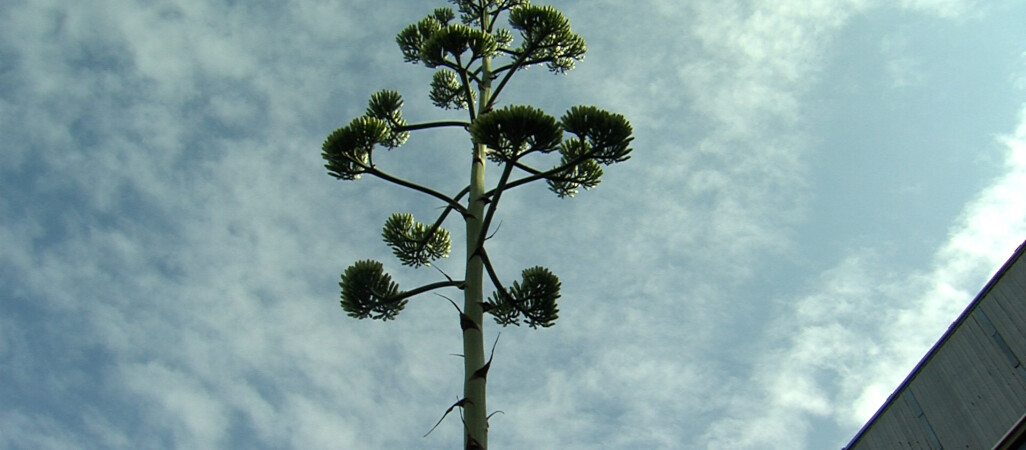 Kwitną tylko raz w swoim życiu - VIDEO