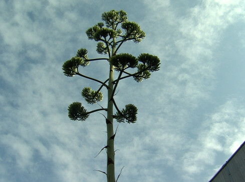Kwitną tylko raz w swoim życiu - VIDEO  - grafika