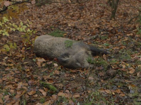 Kontrowersyjna walka z wirusem - grafika