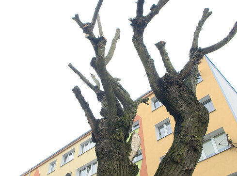 Kosztowna przycinka - grafika