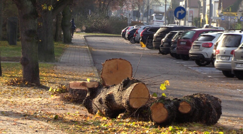 Mieszkańcy Czarnkowa zbulwersowani, kolejna wycinka drzew stała się - grafika