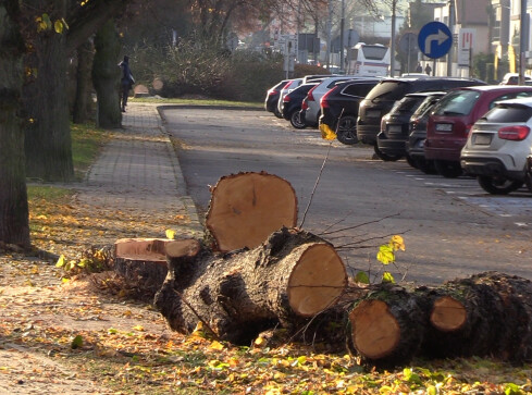 Mieszkańcy Czarnkowa zbulwersowani, kolejna wycinka drzew stała się - grafika