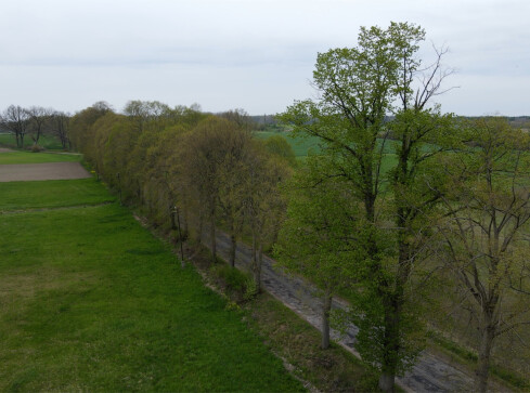 Wytną wiele starych drzew - grafika