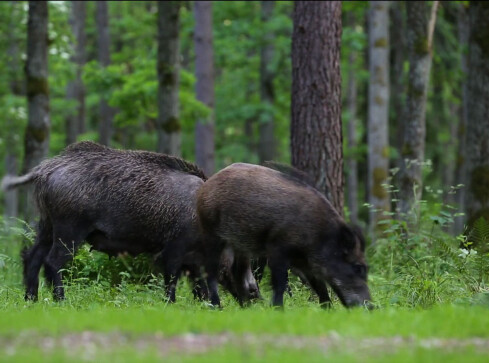 Ścieżka z jedzenia dla dzików w lasku na osiedlu Górnym - grafika