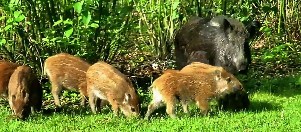 Dziki w Parku Miejskim [WIDEO]