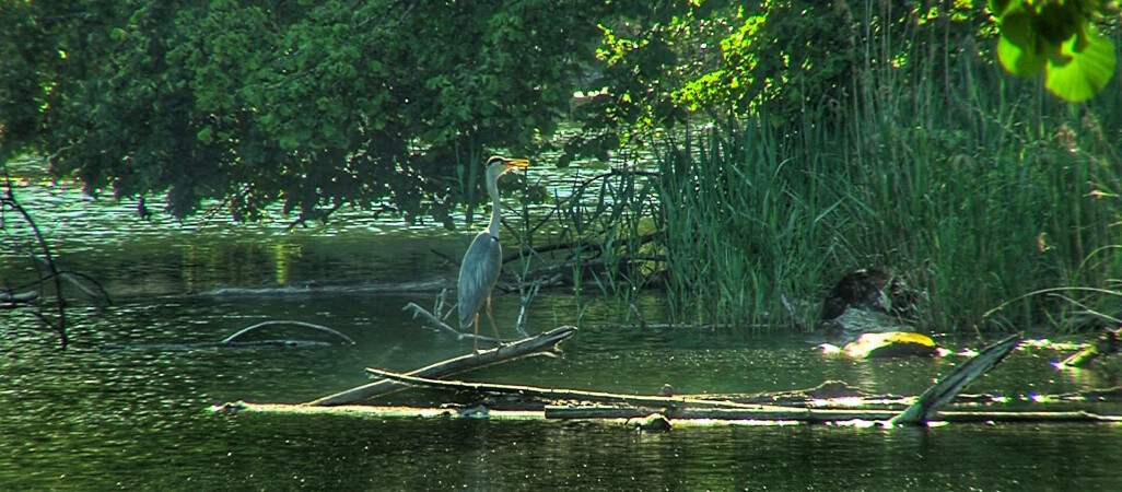 Raport ws. S11. Co dalej z Gontyńcem? 