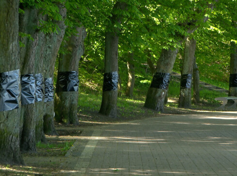 Szrotówek kasztanowcowiaczek atakuje wałeckie drzewa - grafika