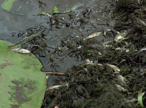 "Doszło do rzeczy skandalicznej." Katastrofa ekologiczna na Głomi? - grafika