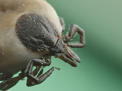 Plaga kleszczy - grafika