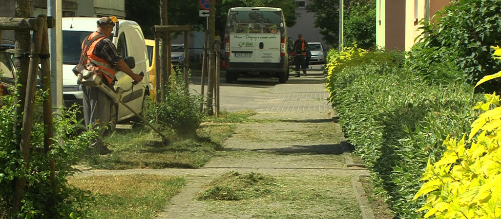 Trawa w mieście. Skoszona czy bujnie rosnąca?