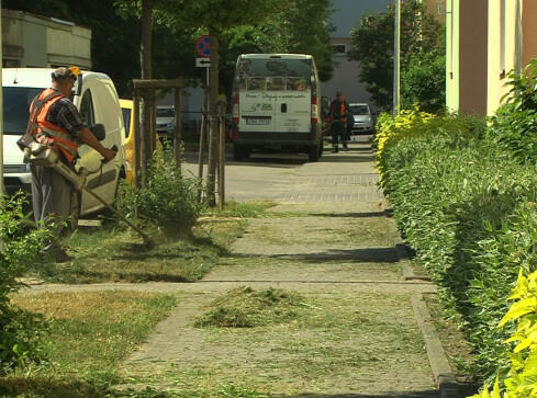 Trawa w mieście. Skoszona czy bujnie rosnąca? - grafika