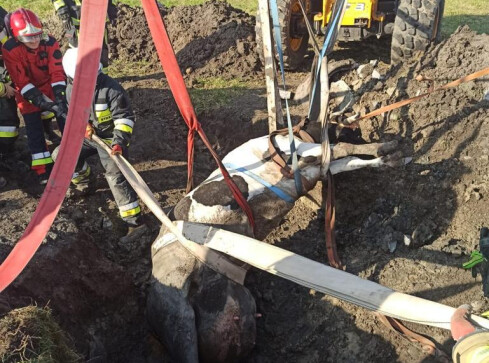 Krowa wpadła do studni - grafika